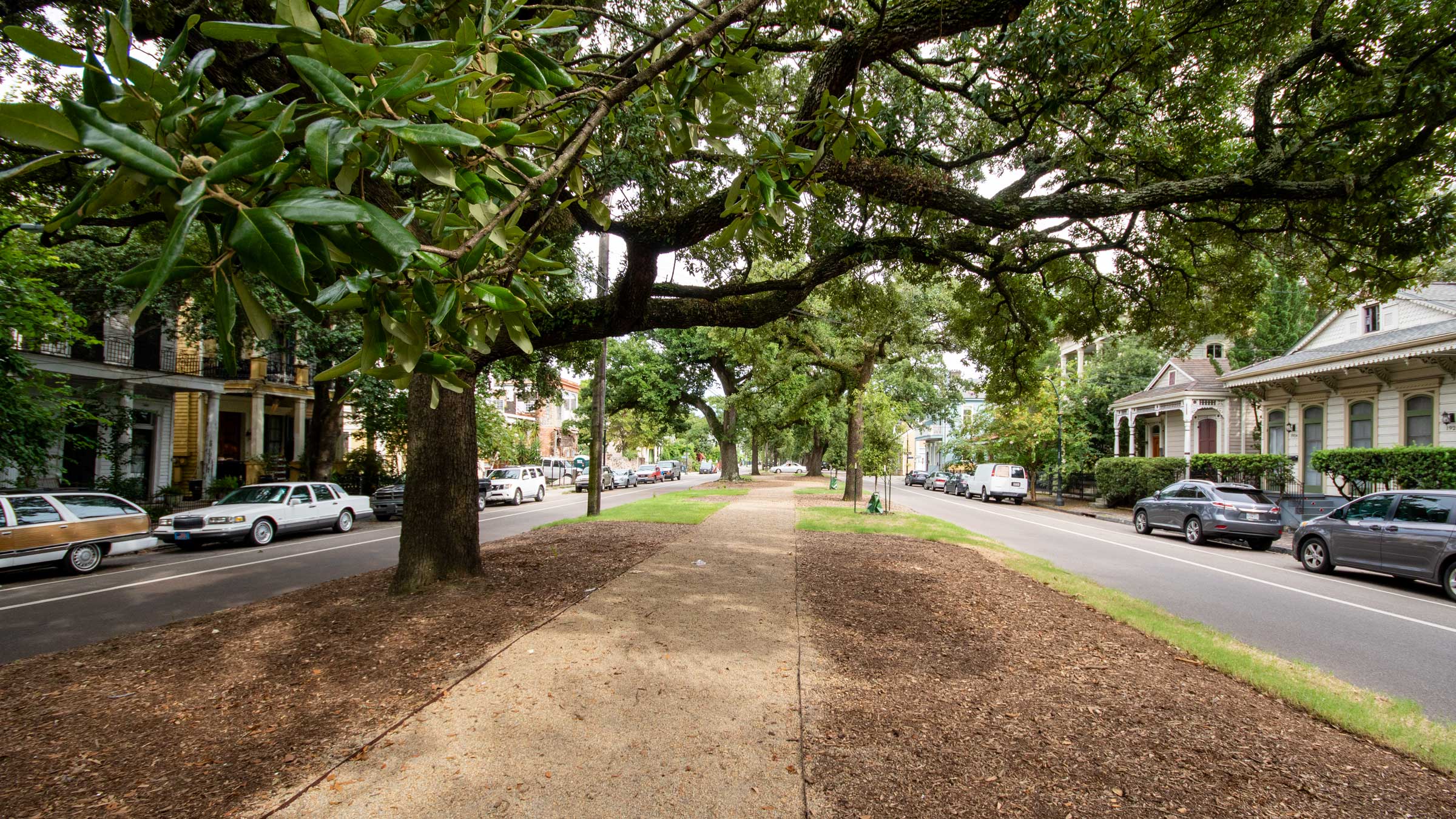 Historic Live Oaks
